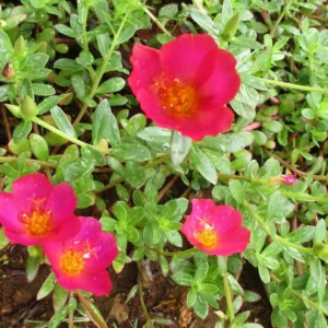 Portulaca Umbraticola | Wingpod purslane| 9cm pot Set Of 10 Plants