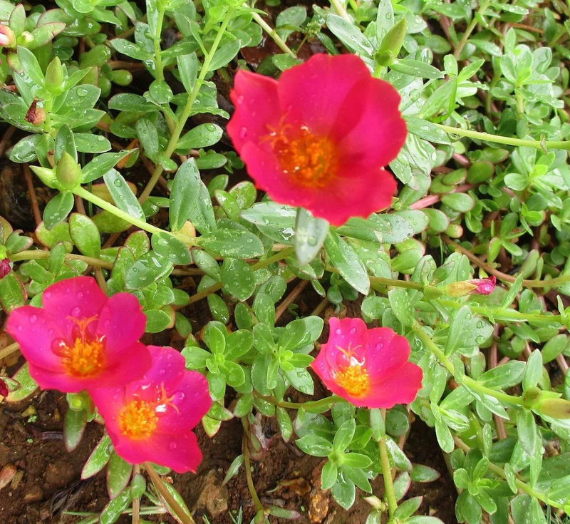 Portulaca Umbraticola | Wingpod purslane| 9cm pot Plants in 6L Pot