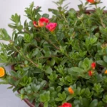 Portulaca Umbraticola | Wingpod purslane| 9cm pot Set Of 24 Plants - Image 2