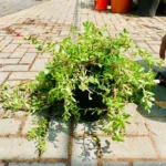 Portulaca Umbraticola | Wingpod purslane| 9cm pot Set Of 24 Plants - Image 3