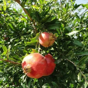 Punica granatum Or Pomegranate Tree شجرة الرمان 1.2- 1.5 overall height