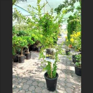 Punica granatum Or Pomegranate Tree شجرة الرمان 2.5- 2.0 overall height