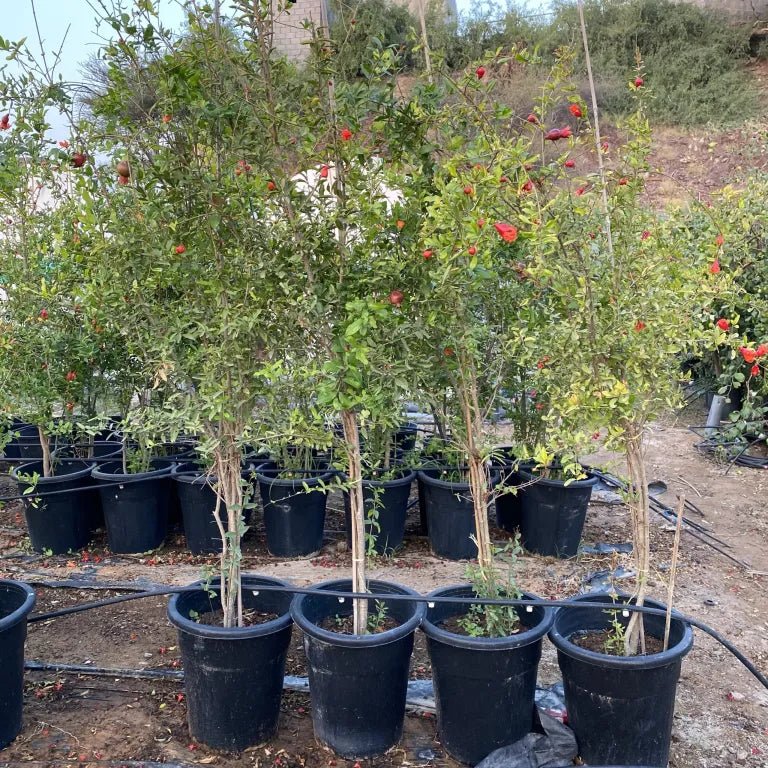 Punica granatum Or Pomegranate Tree شجرة الرمان 2.0- 1.7 overall height