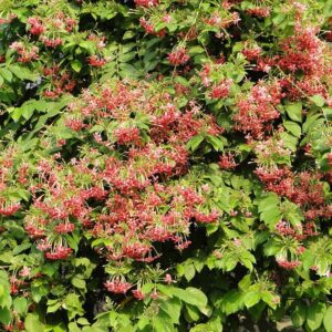 Quisqualis Indica Or Rangoon Creeper 250-280cm height Rolled Rim Green Pot