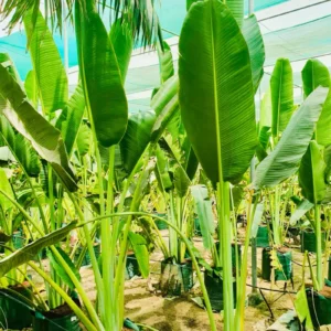 Ravenala Madagascariensis "Traveller's Palm" 2.5-3.0m overall height