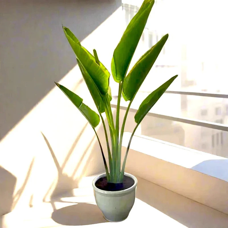Madagascar Traveller's Palm in Rolled Rim Pot - 1.0-1.3m White