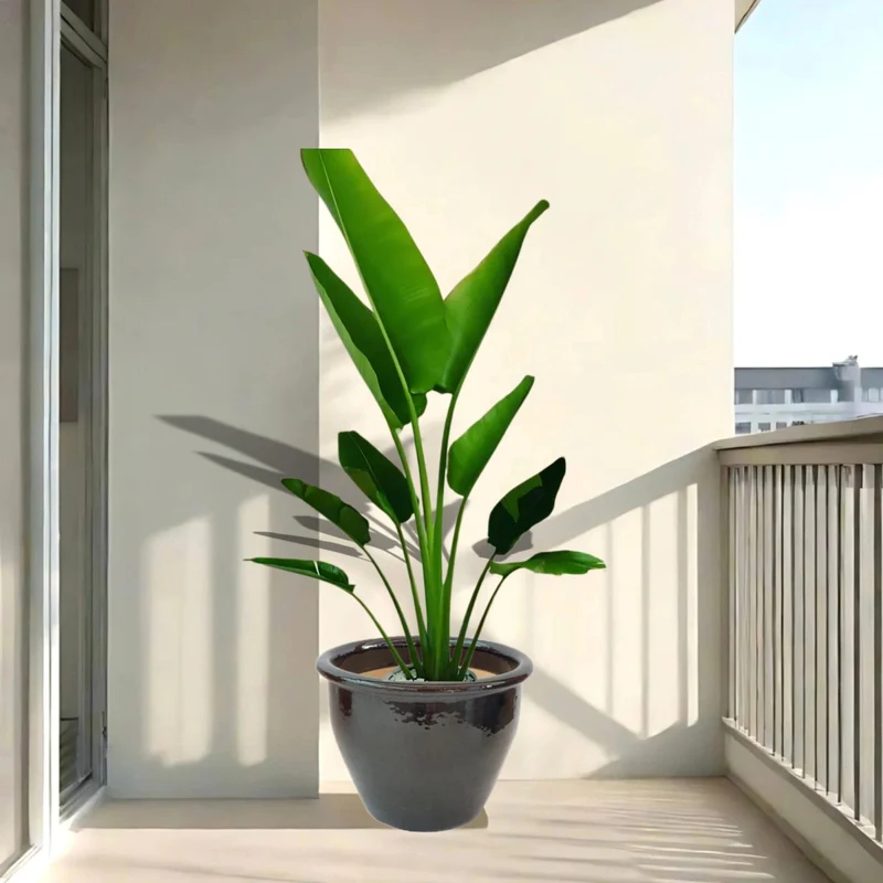 Madagascar Traveller's Palm in Rolled Rim Pot - 1.0-1.3m Black