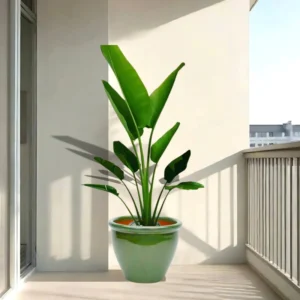 Madagascar Traveller's Palm in Rolled Rim Pot - 1.0-1.3m Green