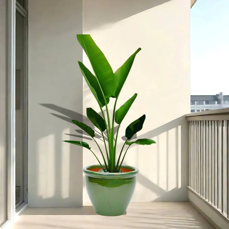 Madagascar Traveller's Palm in Rolled Rim Pot - 1.0-1.3m Green