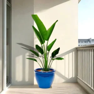 Madagascar Traveller's Palm in Rolled Rim Pot - 1.0-1.3m Blue