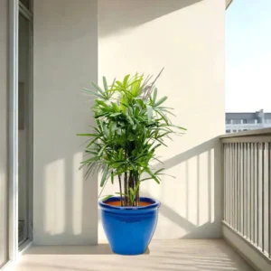 Rhapis Excelsa "Lady Palm سيدة النخيل or Miniature Fan Palm" in Rolled Rim Pot Blue