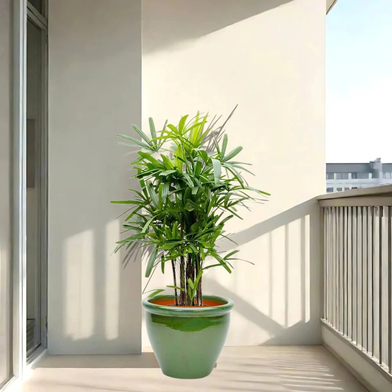 Rhapis Excelsa "Lady Palm سيدة النخيل or Miniature Fan Palm" in Rolled Rim Pot Green