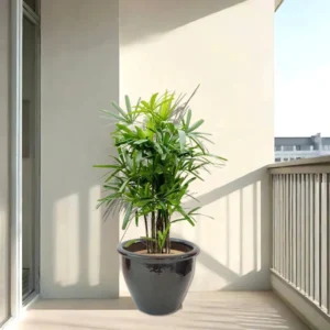 Rhapis Excelsa "Lady Palm سيدة النخيل or Miniature Fan Palm" in Rolled Rim Pot Black