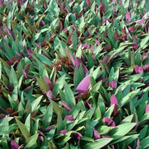 Rhoeo Discolor or Moses-in-the-Cradle Set of 10 Plants