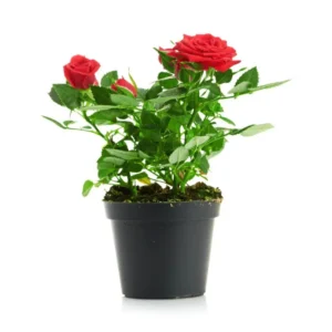Rose Plant (outdoor) Rolled Rim Gray Pot