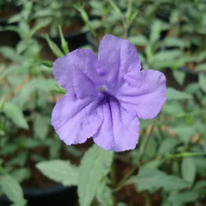 Ruellia Ciliosa or Wild Petunia | 9cm pot Set of 10 Plants