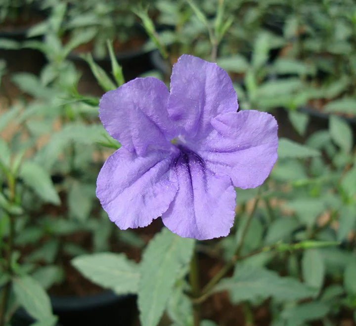 Ruellia Ciliosa or Wild Petunia | 9cm pot Set of 5 Plants
