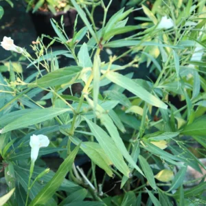 Ruellia Ciliosa "Wild Petunia" 6Ltr Pot Ruellia White