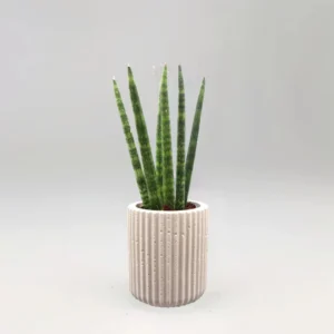 Sansevieria Desertii "Sansevieria Cylindrica Skyline 15-25cm Ribbed Cement Pot