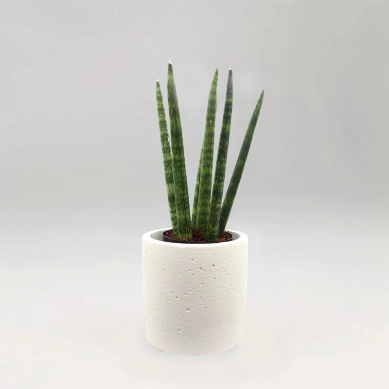 Sansevieria Desertii "Sansevieria Cylindrica Skyline 15-25cm Round Cement Pot
