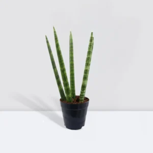 Sansevieria Desertii "Sansevieria Cylindrica Skyline 15-25cm Default Nursery Pot