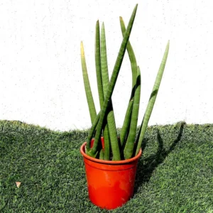 Sansevieria Desertii "Sansevieria Cylindrica Skyline 30-40cm Ceramic Pot