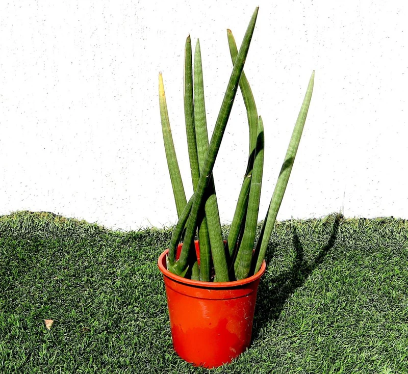 Sansevieria Desertii "Sansevieria Cylindrica Skyline 30-40cm Ceramic Pot