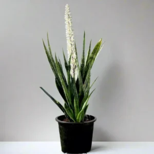 Sansevieria Green Zeylanica "Bowstring Hemp" 30-40 cm