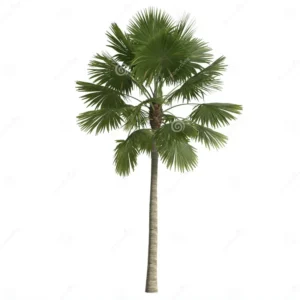 Saribus Rotundifolius Palm / hermaphrodite fan palm