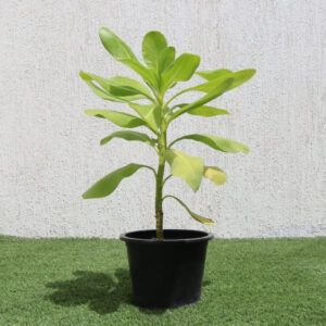 Scaevola Frutescens (Vahl Beach Naupaka, Hawaiian Half Flower, Sea Lettuce)