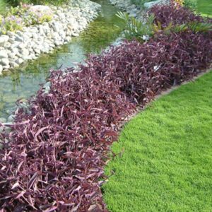 Setcreasea Purpurea or Purple Heart | 9cm pot Set of 10 Plants