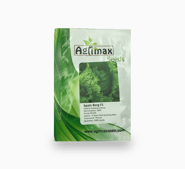 Spain Berg F1 Iceberg Lettuce 1000 Premium Quality Seeds
