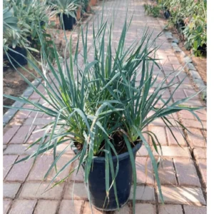 Spanish Dagger "Yucca Gloriosa" 0.5-0.6m