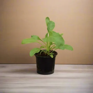 Spinach | Palak 15 - 20 cm overall height Set of 5 plants