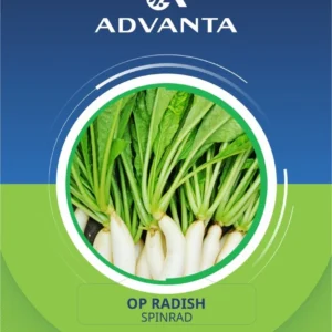 Spinrad OP Radish Seeds 5g