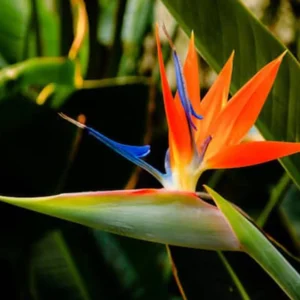 Strelitzia Reginae, Bird of Paradise 0.6-0.8m طائر الجنة