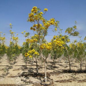 Tabebuia Argentea or Golden Bell Tree 2.0m - 2.5m