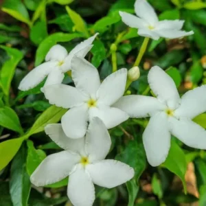 Tabernaemontana Chinensis | Crepe Jasmine