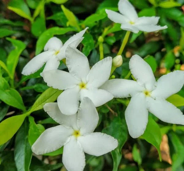 Tabernaemontana Chinensis | Crepe Jasmine