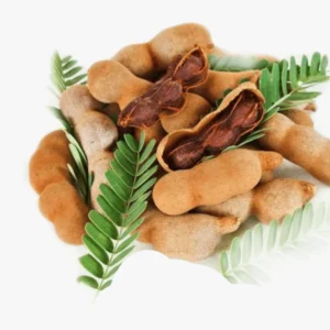 Tamarindus Indica or Tamarind Tree شجرة التمر الهندي 1.0-1.3m overall height