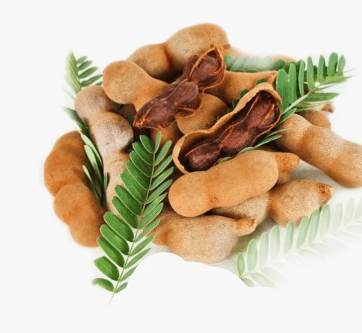 Tamarindus Indica or Tamarind Tree شجرة التمر الهندي 1.0-1.3m overall height