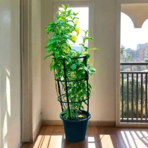 Tecoma stans or Yellow Bells 30-40cm overall height