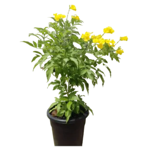 Tecoma stans or Yellow Bells 1.0 -1.4 m overall height