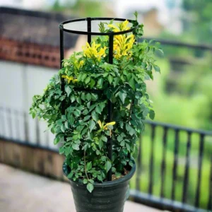 Tecomaria capensis or Cape Honeysuckle 0.7-0.9m Yellow