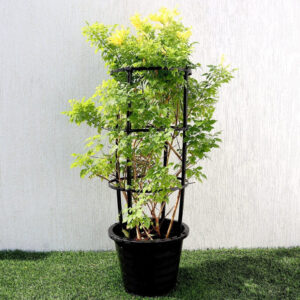 Tecomaria capensis "yellow" or Cape Honeysuckle 0.7-0.9m