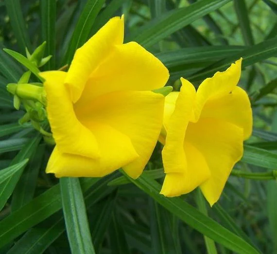 Thevetia peruviana | Cascabela Thevetia 2.5 -2.8m overall height