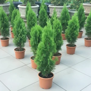 Thuja Orientalis 0.8-1.0m Rolled Rim Black Pot