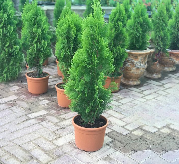 Thuja Orientalis 0.8-1.0m Rolled Rim Blue Pot