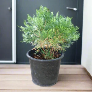 Thuja Small - Orientalis Pyramidalis Aurea 30-40cm Height Default Nursery Pot