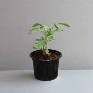 Tomato Plant | Solanum lycopersicum | Fresh Tomato | Vegetable Plant 10-15 cm Set of 5 Plants